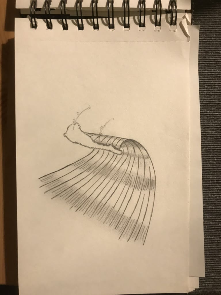 Wing study 🪶