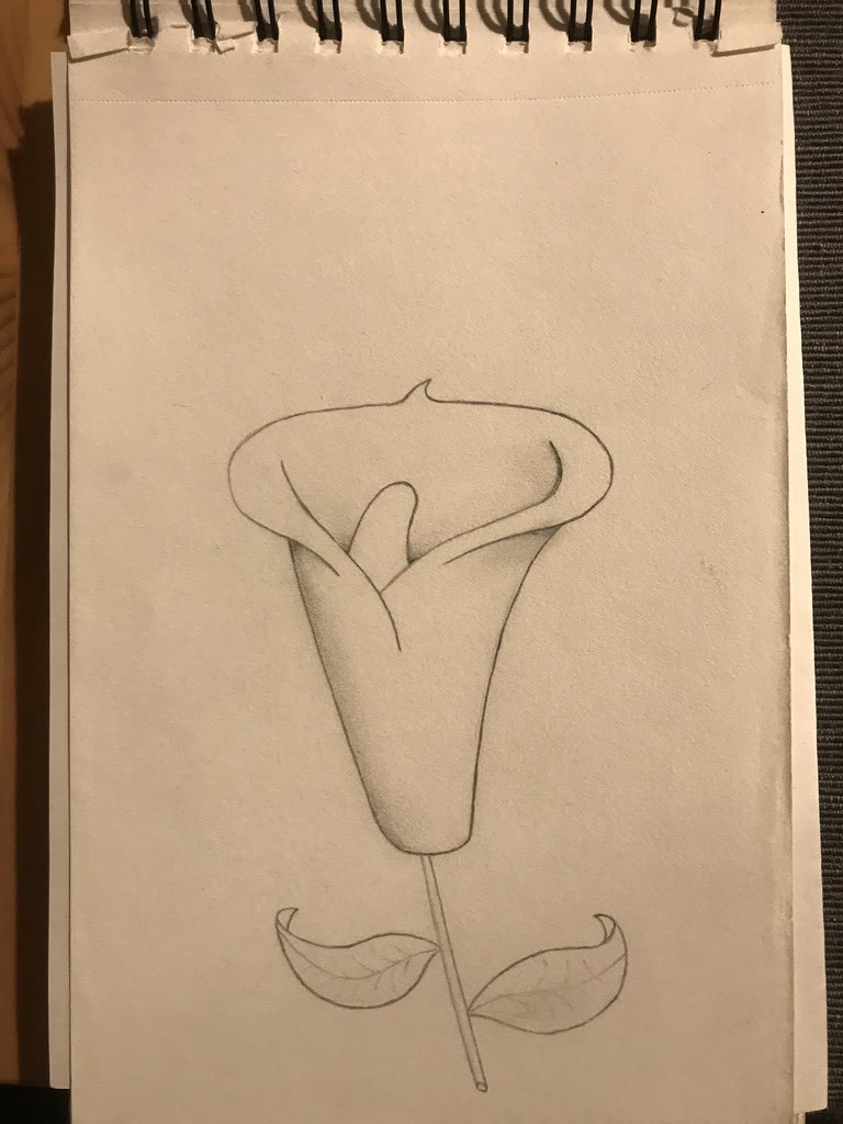 Calla lily, one of my very first drawings 🌱