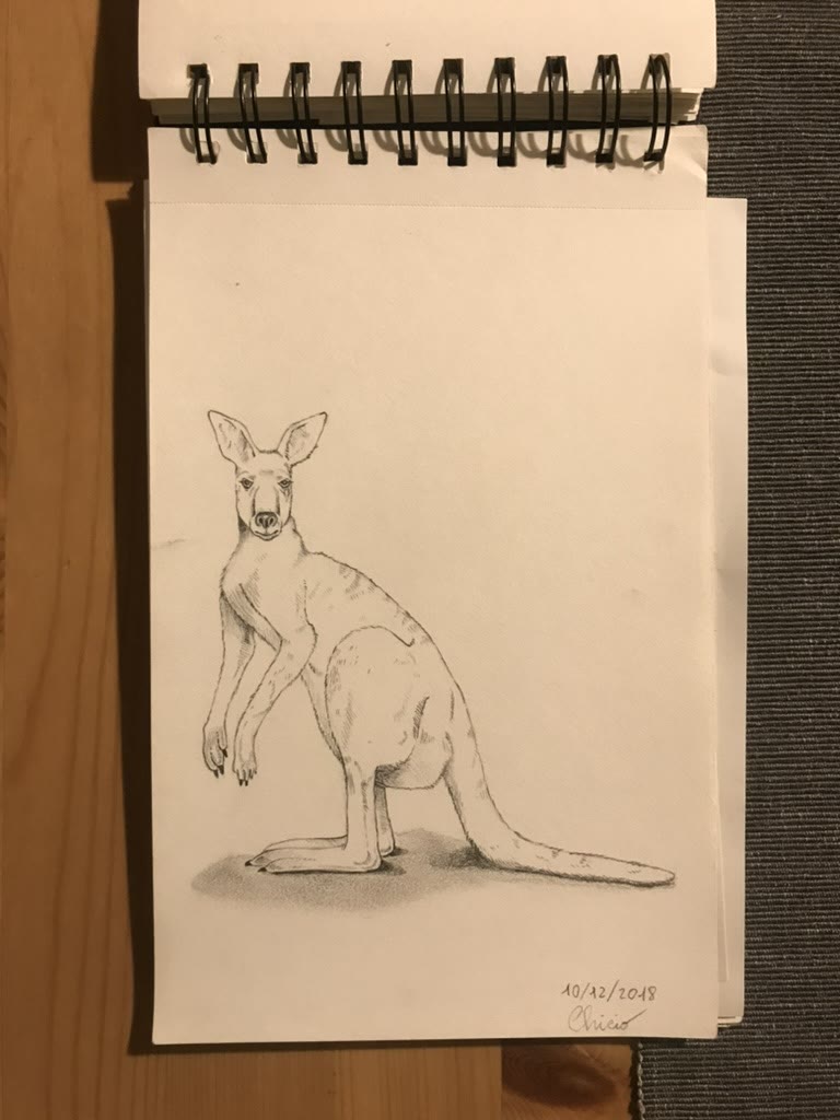 Kangaroo 🦘
