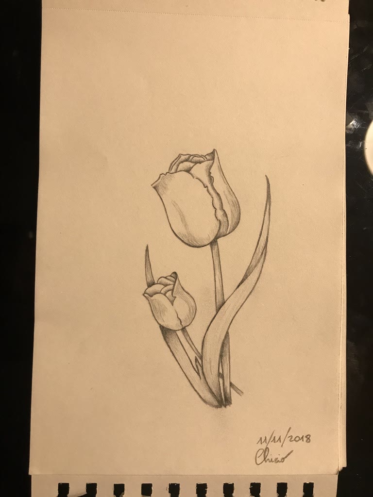 Tulips 🌷