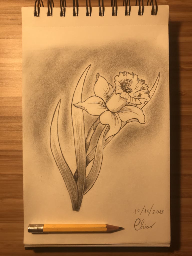 Daffodil 🌼