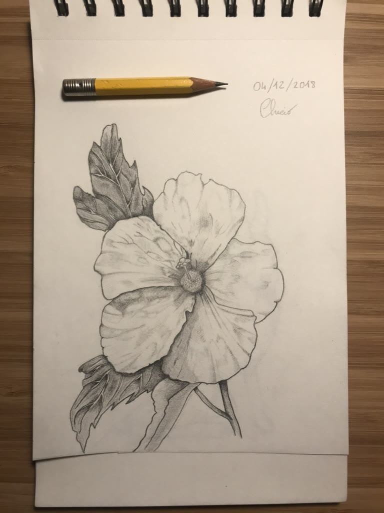 Hibiscus 🌺
