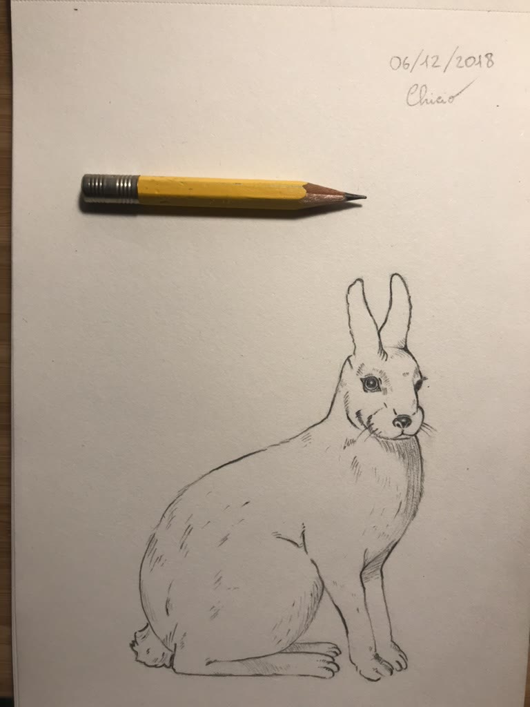 Rabbit 🐇
