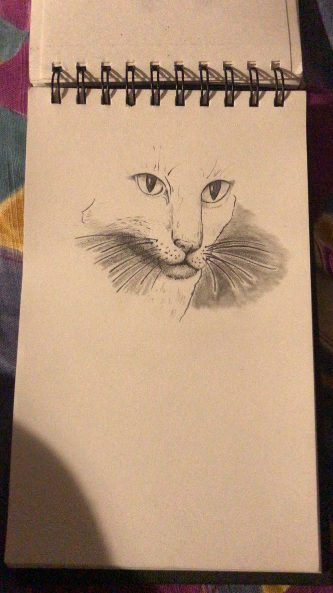 Cat face study 🐱
