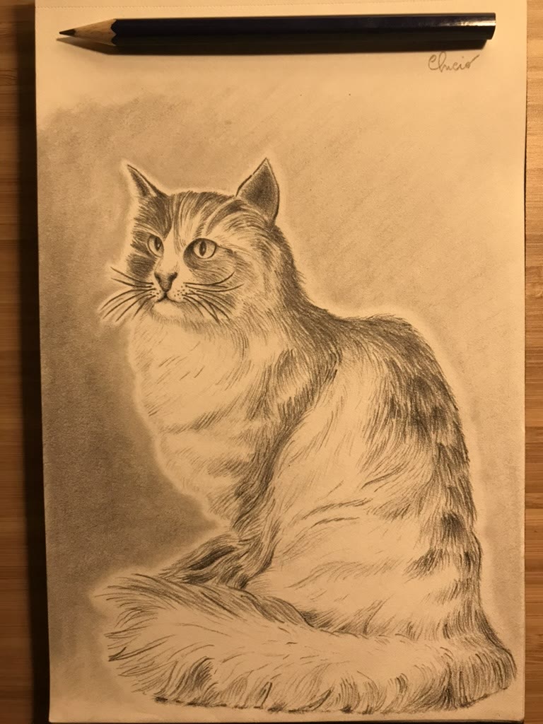 Cat 🐈