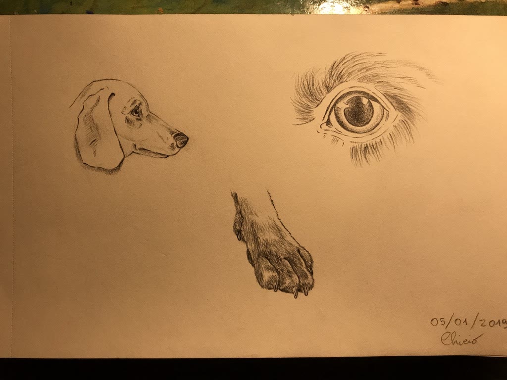Dog studies: head, eye and paw 🐶
