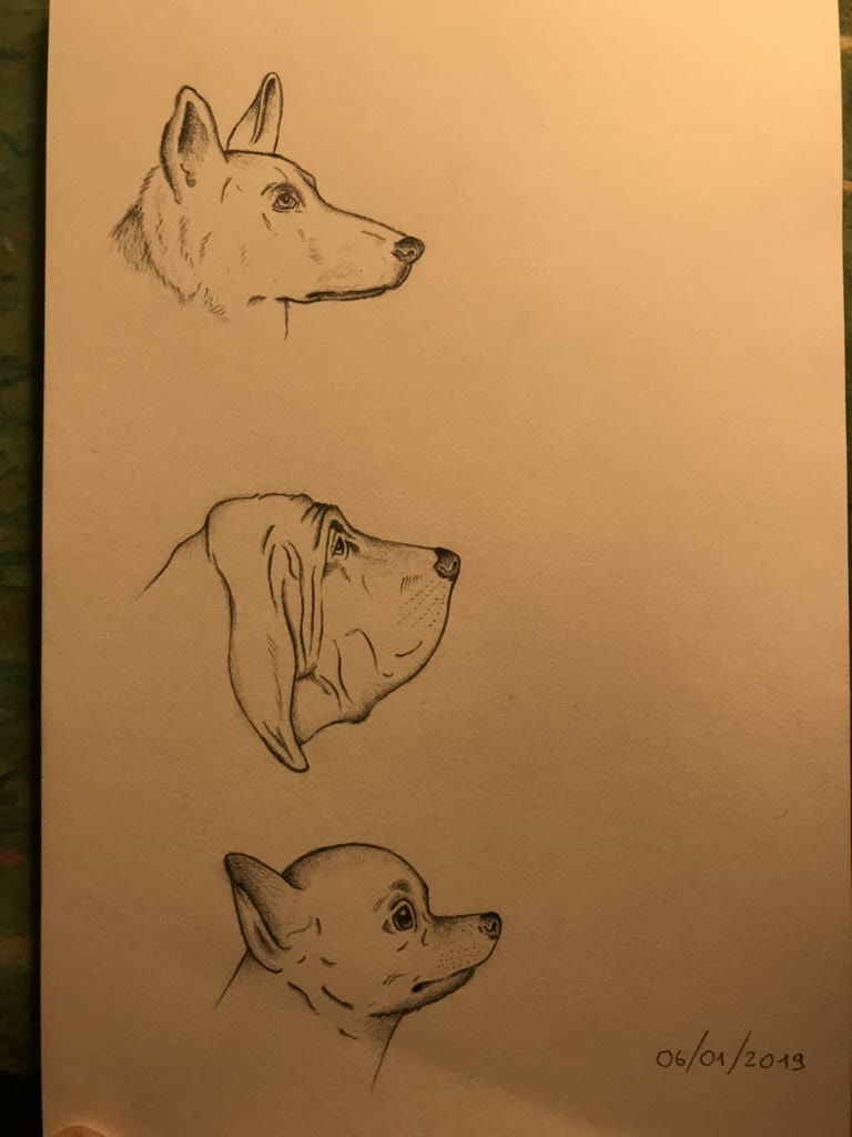 Dog head studies 🐕