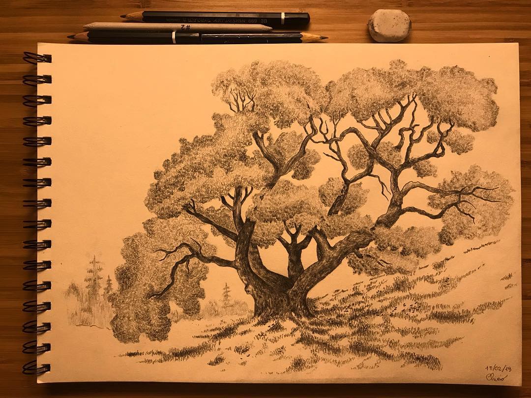 Oak 🌳