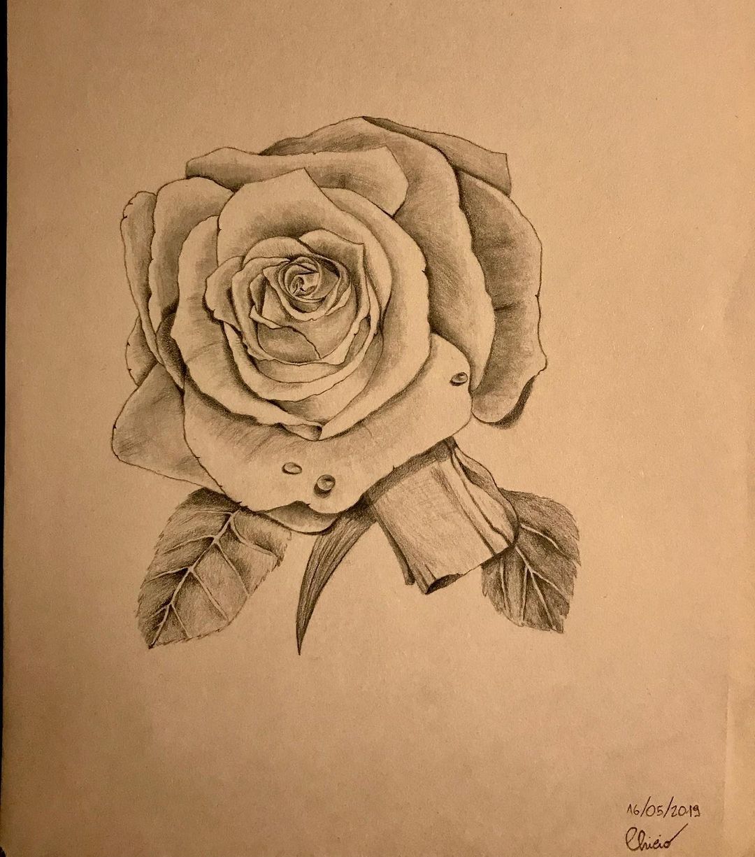 Rose 🌹