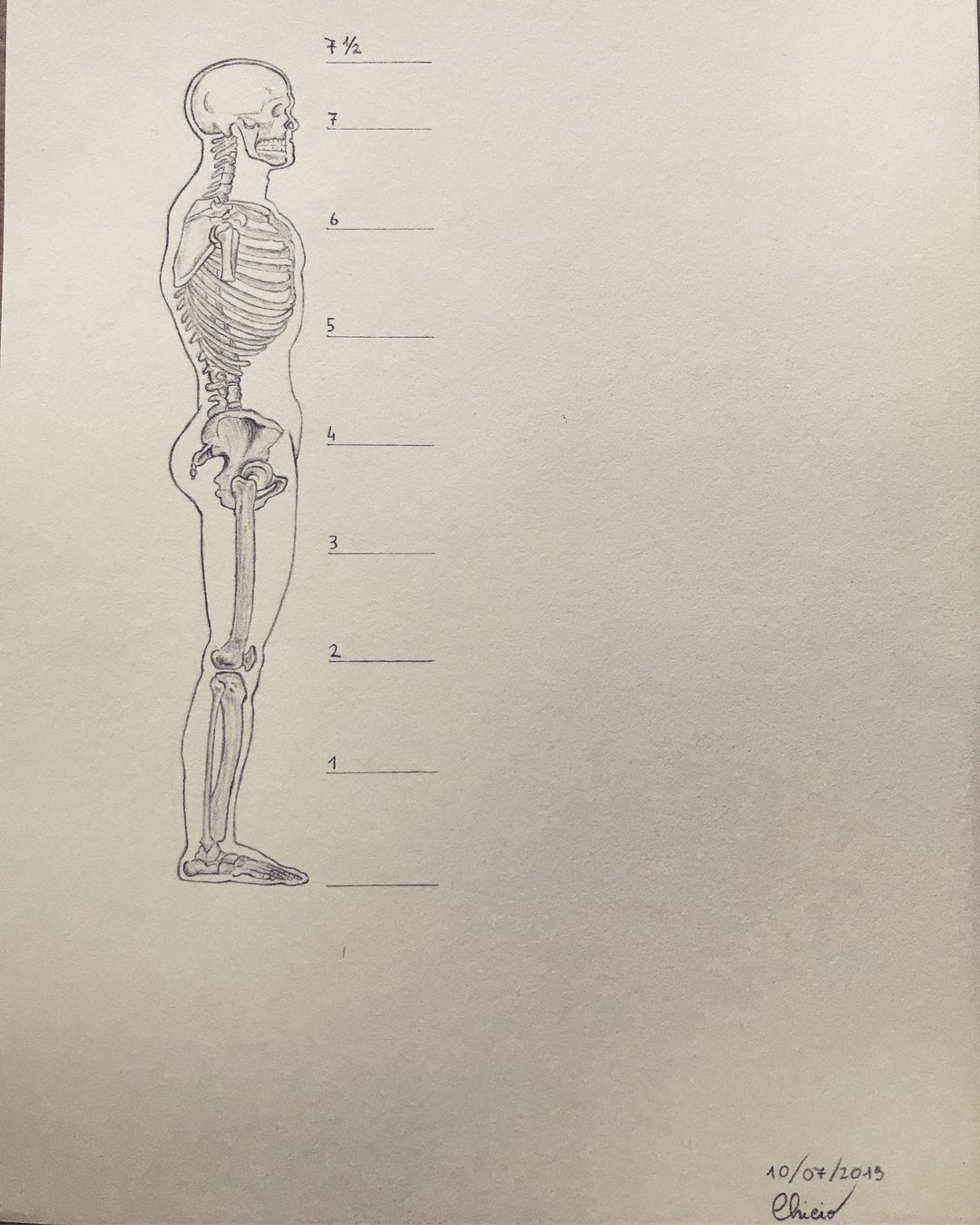 Anatomy: a man is 7 1/2 heads tall 📏📏