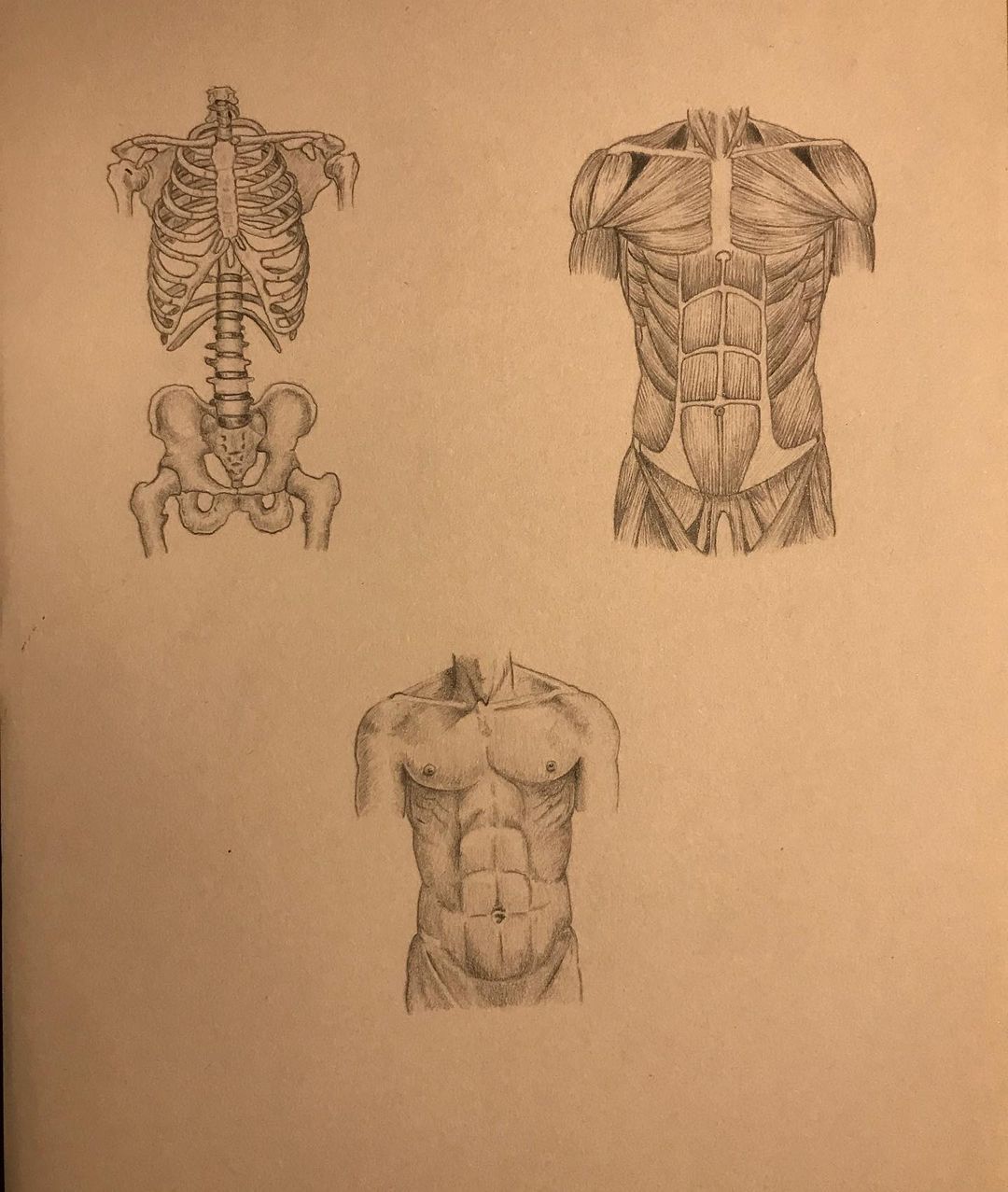 Torso anatomy