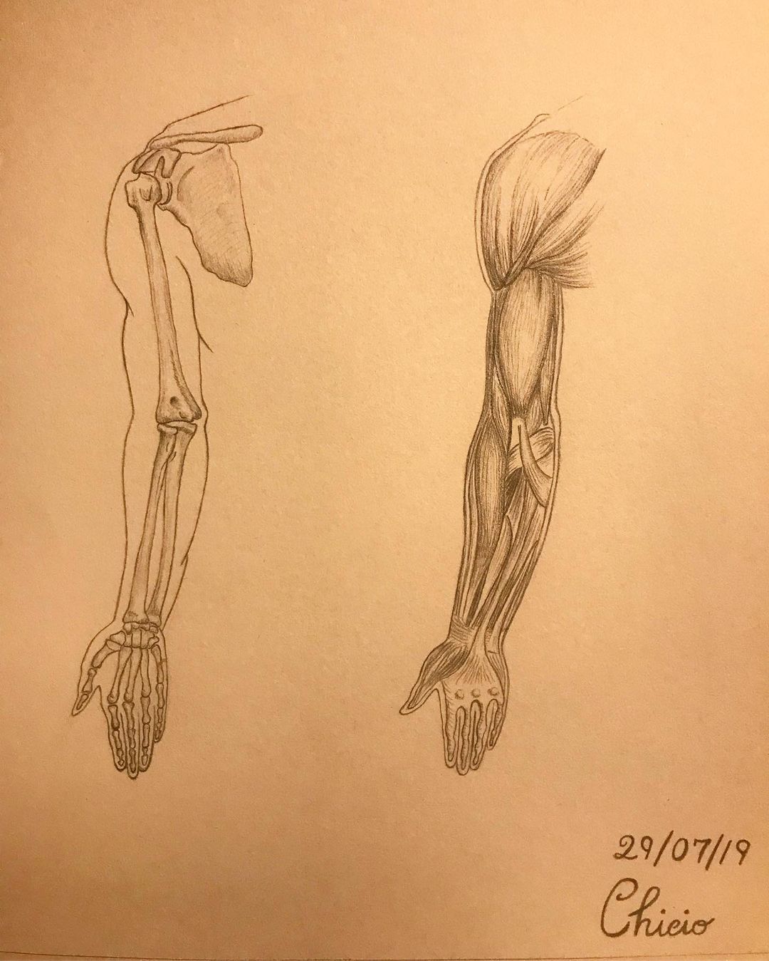 Arms anatomy