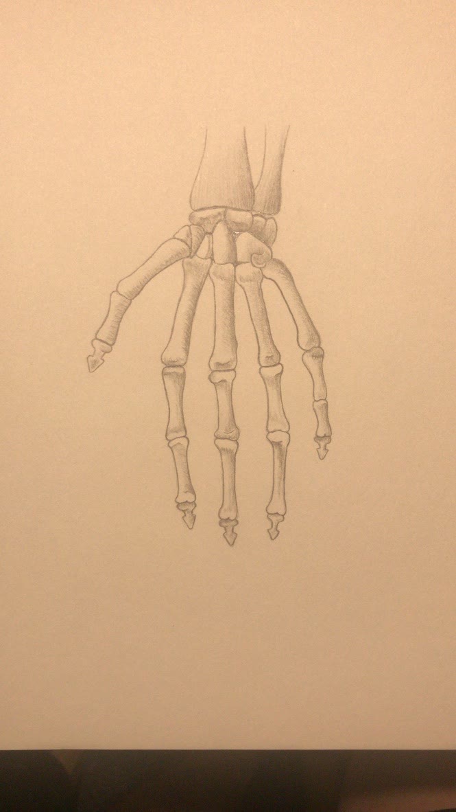 Hand bones 🦴