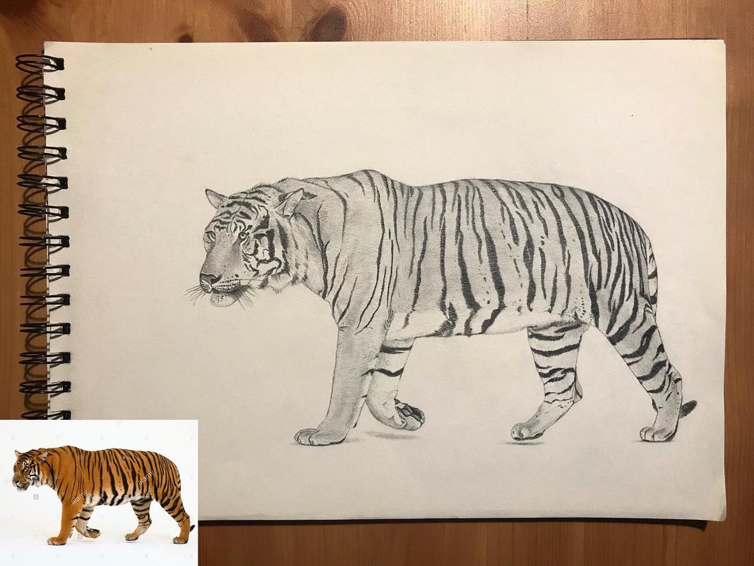 Tiger studies 🐯