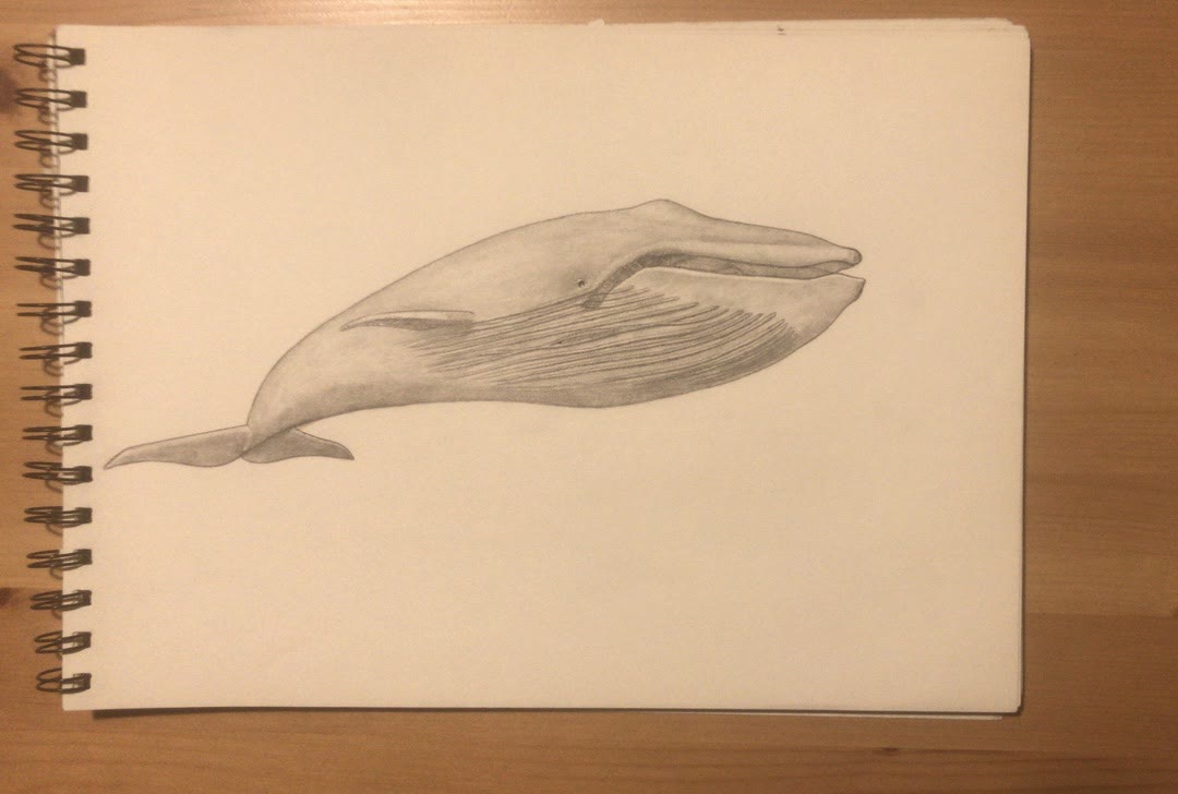Whale 🐋