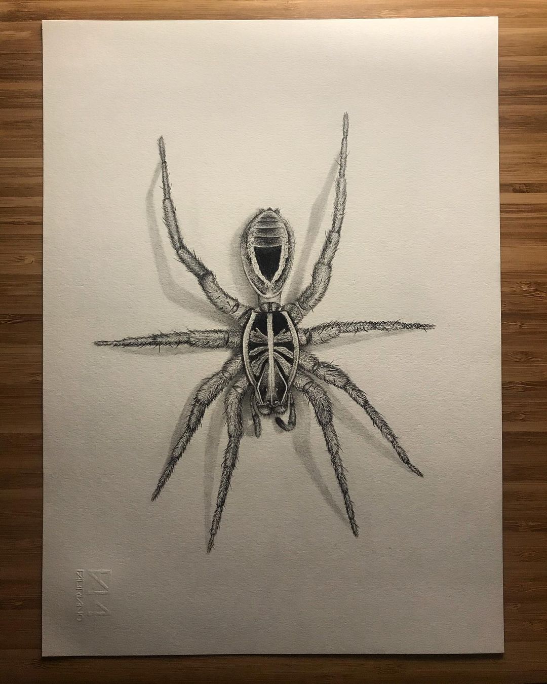 Spider 🕷️