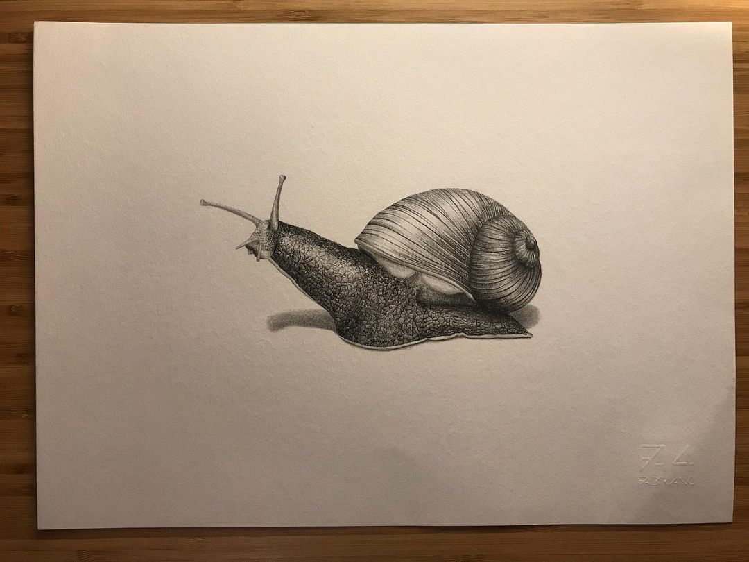 Snail 🐌