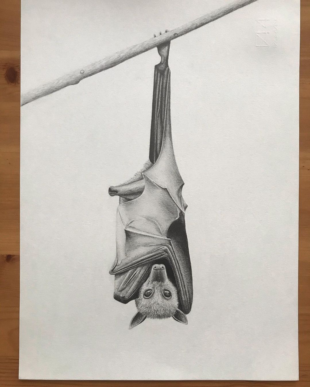 Bat hanging upside down 🦇