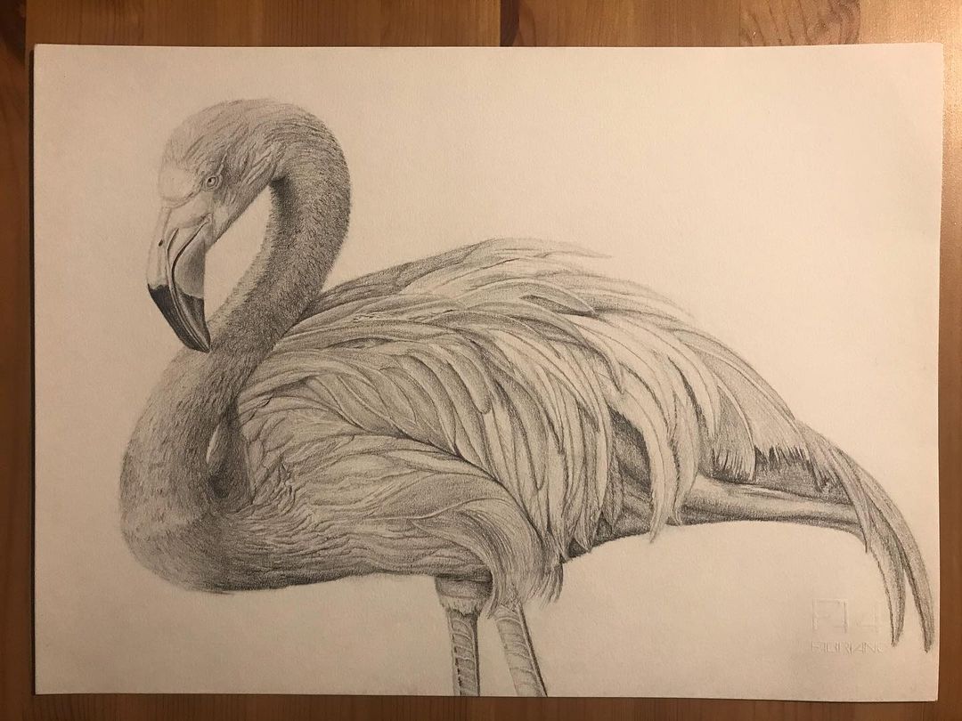Flamingo 🦩