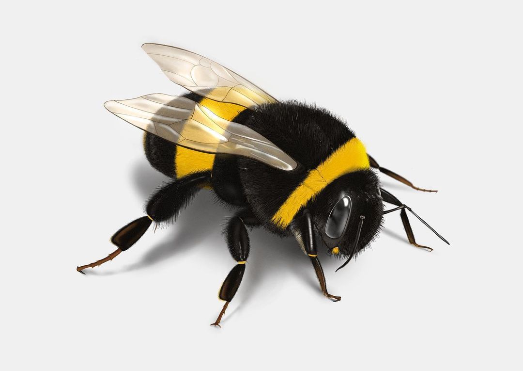 Bumblebee 🐝