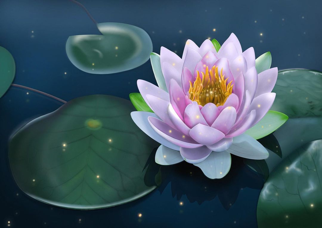 Water lily 🪷