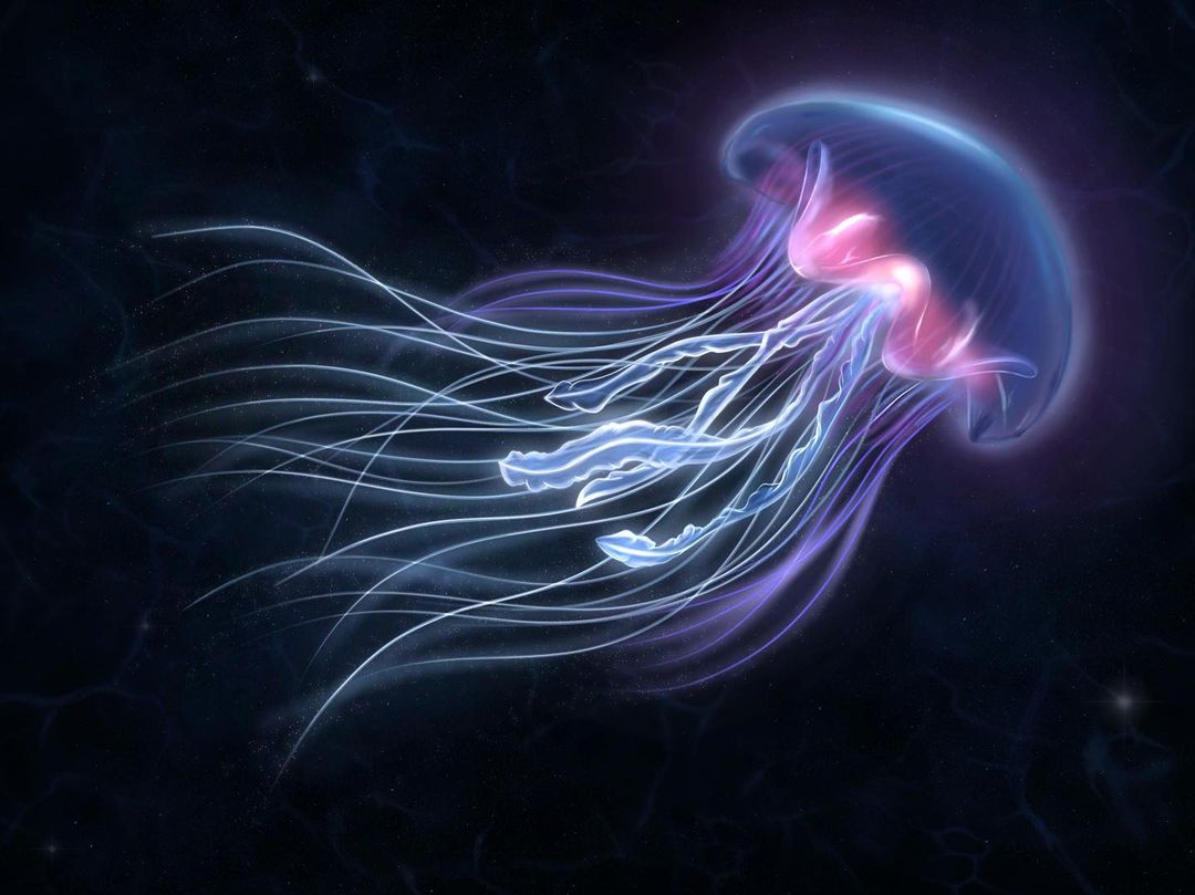 Jellyfish 🪼